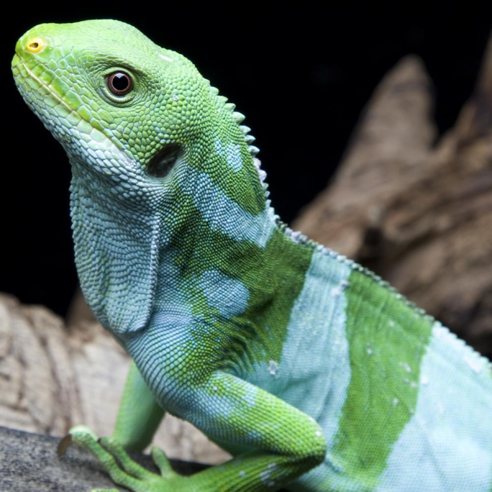 A Fiji banded iguana