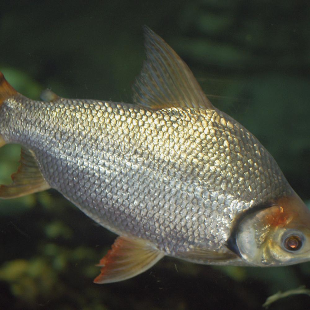 Silver fish with orange tint to fins