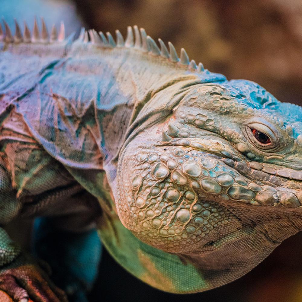 Cayman Island blue iguana