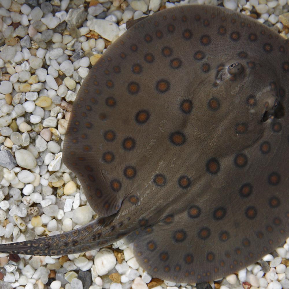 A freshwater stingray with a gray body and brown-black spots swimming over gravel and sand