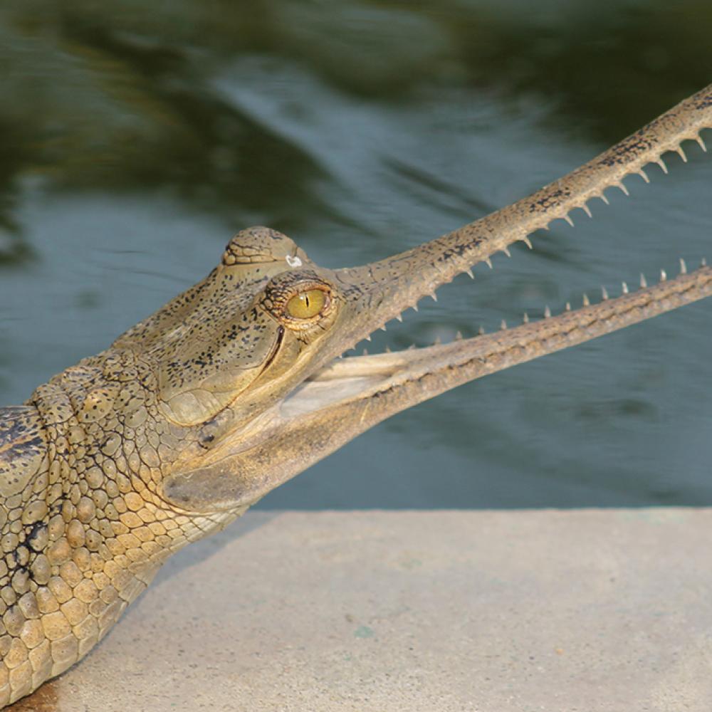 long-nosed looking alligator