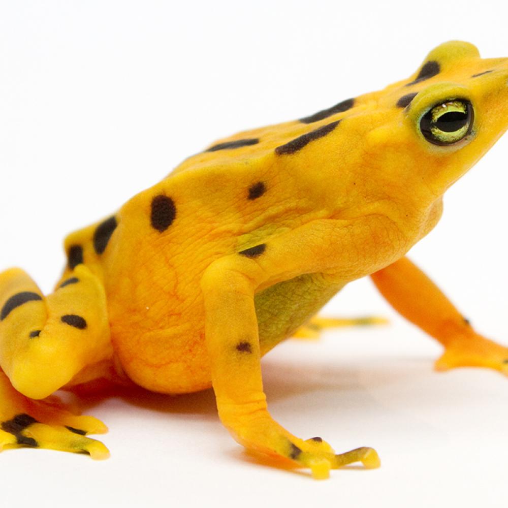 golden frog white background