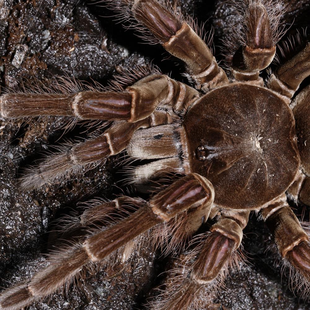 very large brown spider with hairy legs