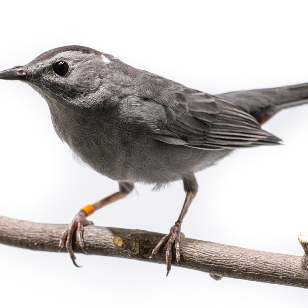 A female gray catbird, a medium-sized bird with a gray body and a long tail, perches on a tree branch.