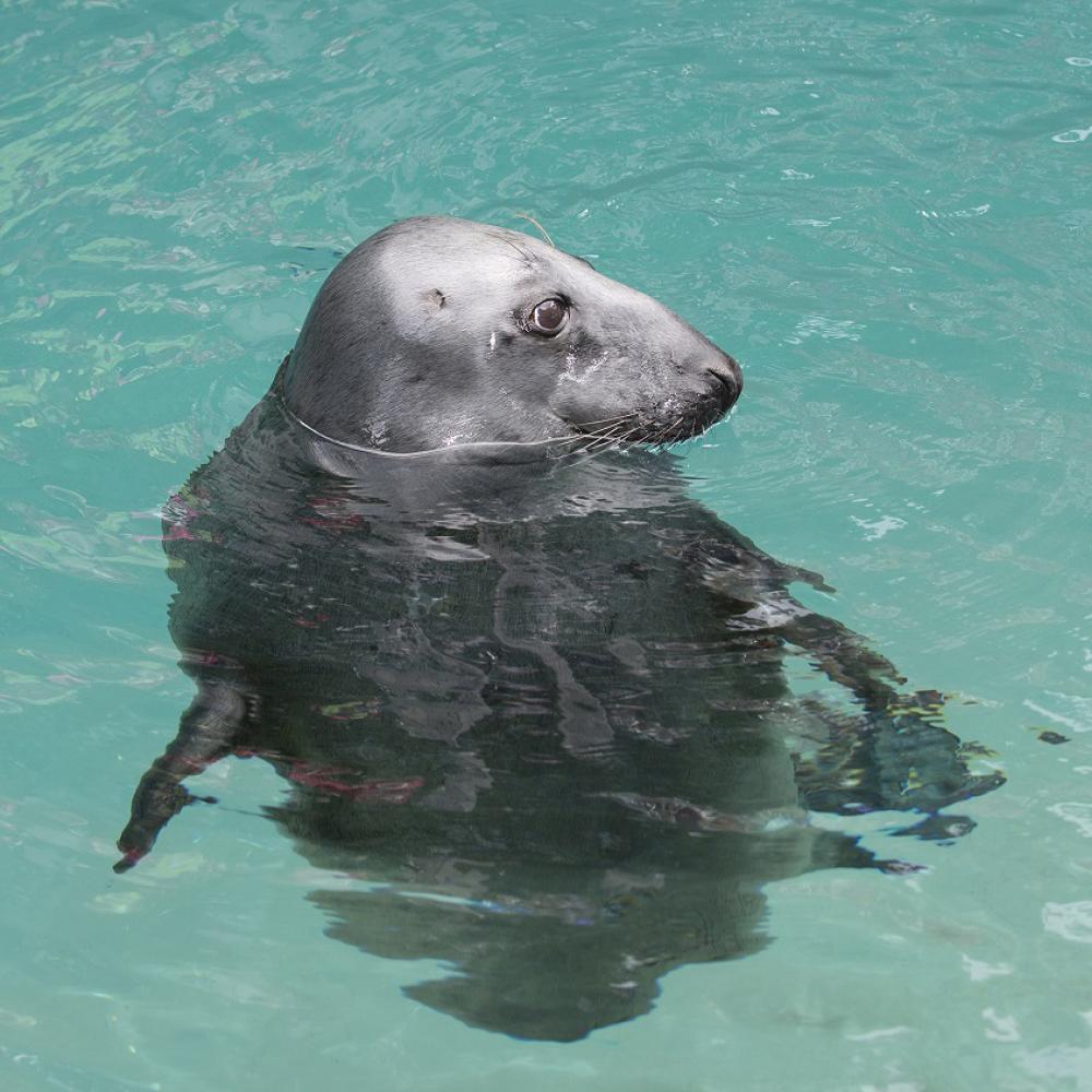 Gray Seal