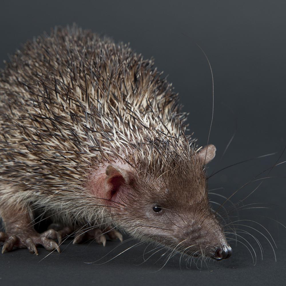 small animal with black and tan bristly fur and a short pointed snout