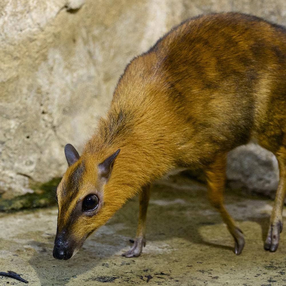 Miniature deer-like creature with golden-yellow and brown fur