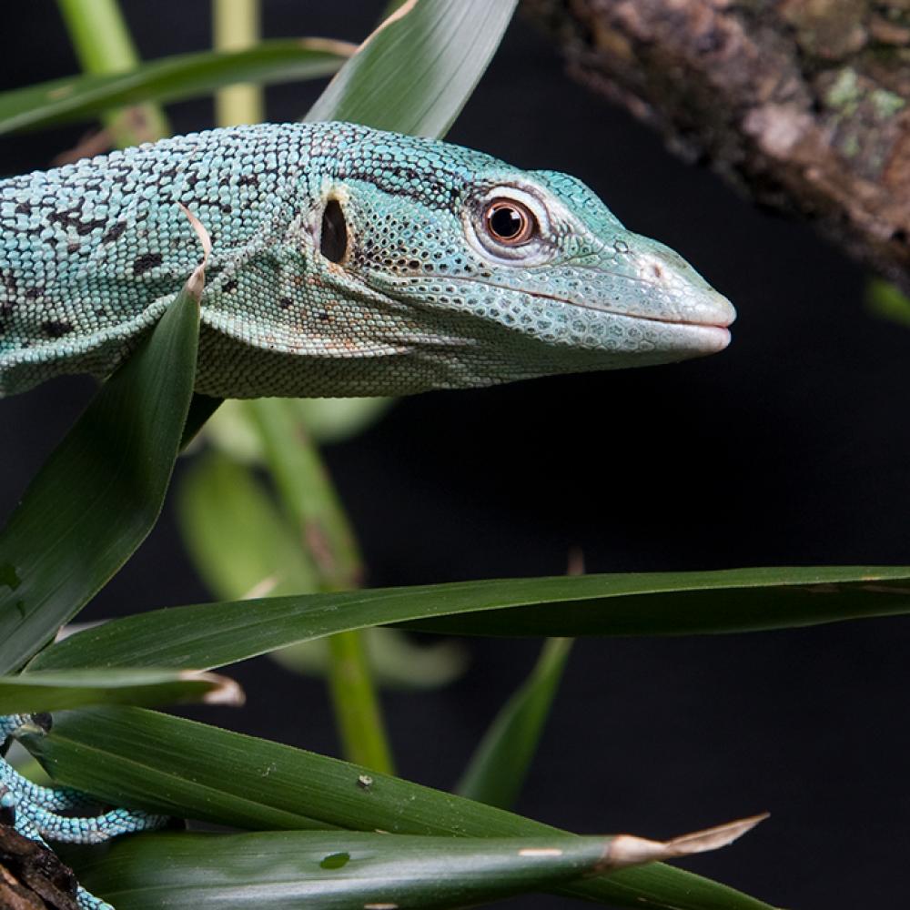 An emerald tree monitor lizard climbing on a branch with leaves