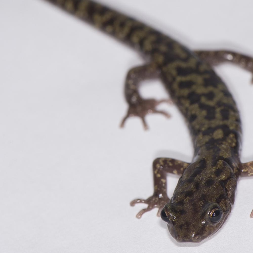 Skinny salamander with marbled coloration of pale green and black