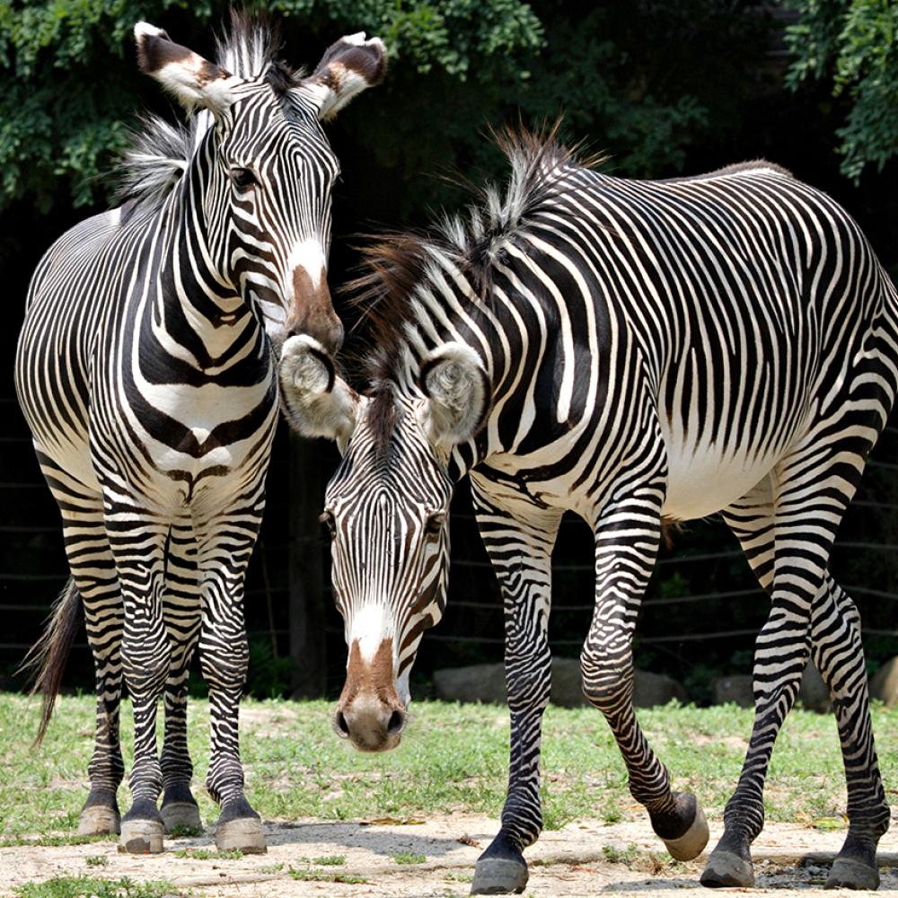 Two large hoofed animals with bold black and white stripes