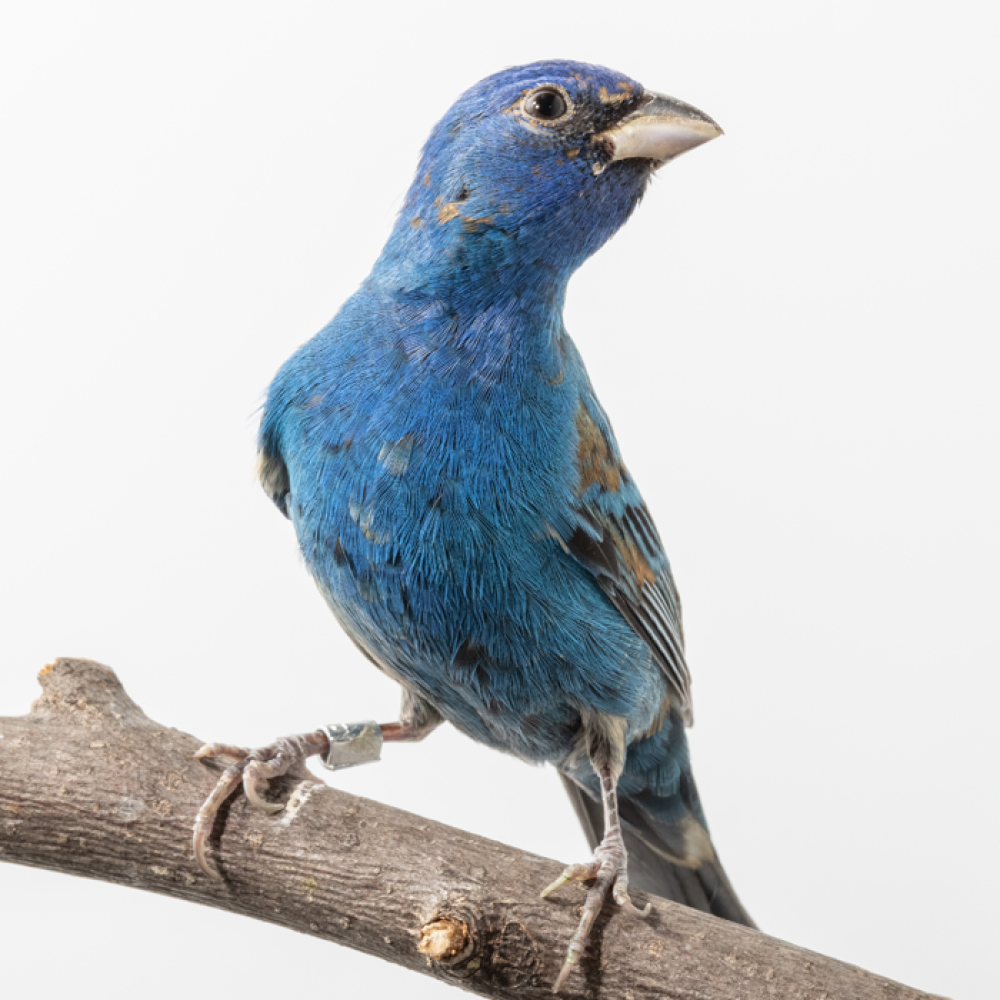 An indigo bunting, a small songbird with a royal blue colored body, black wings, and a black eyemask, perches on a tree branch.