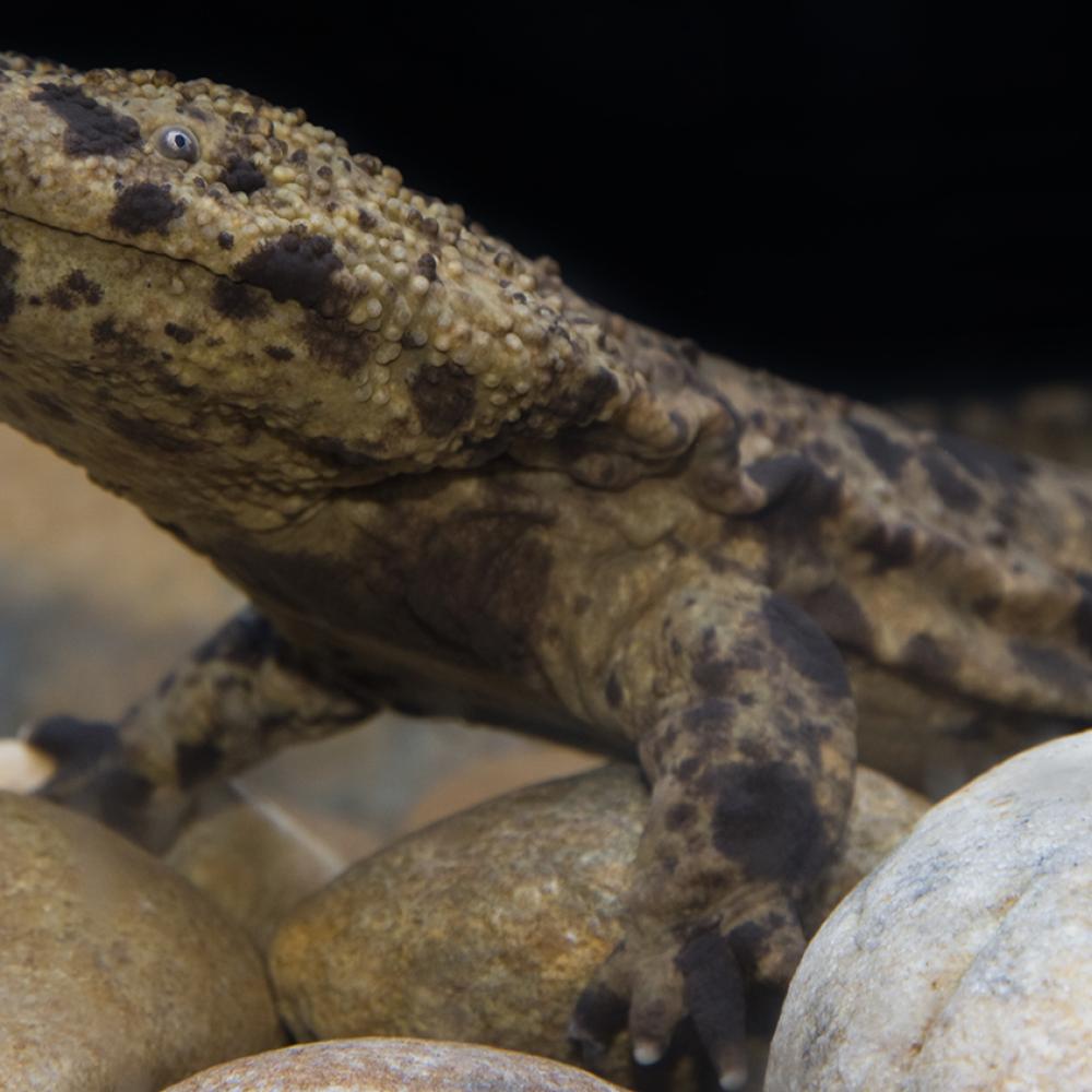 Side view of a large salamander showing the front legs