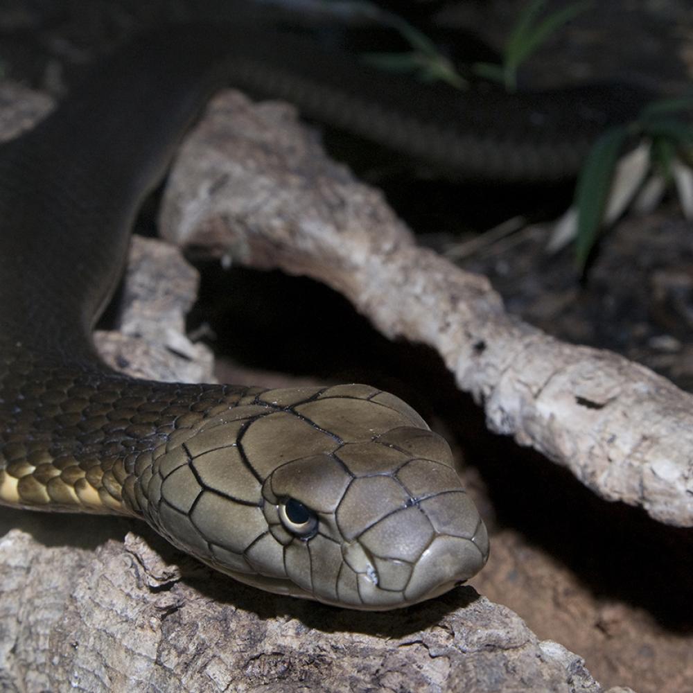 Large olive snake with prominent scales on its head