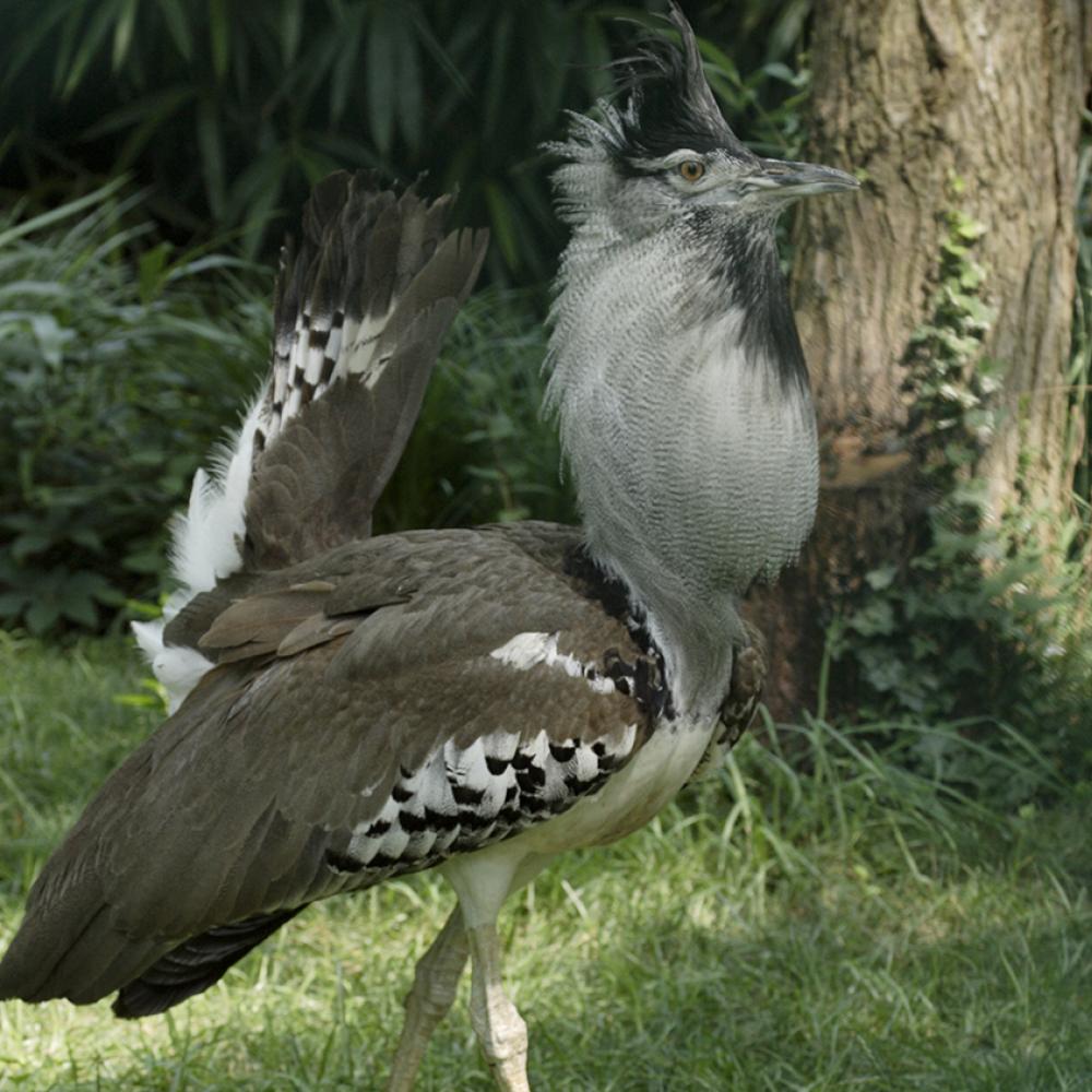 Kori bustard, a turkey-sized bird with gray and white plumage, with inflated neck