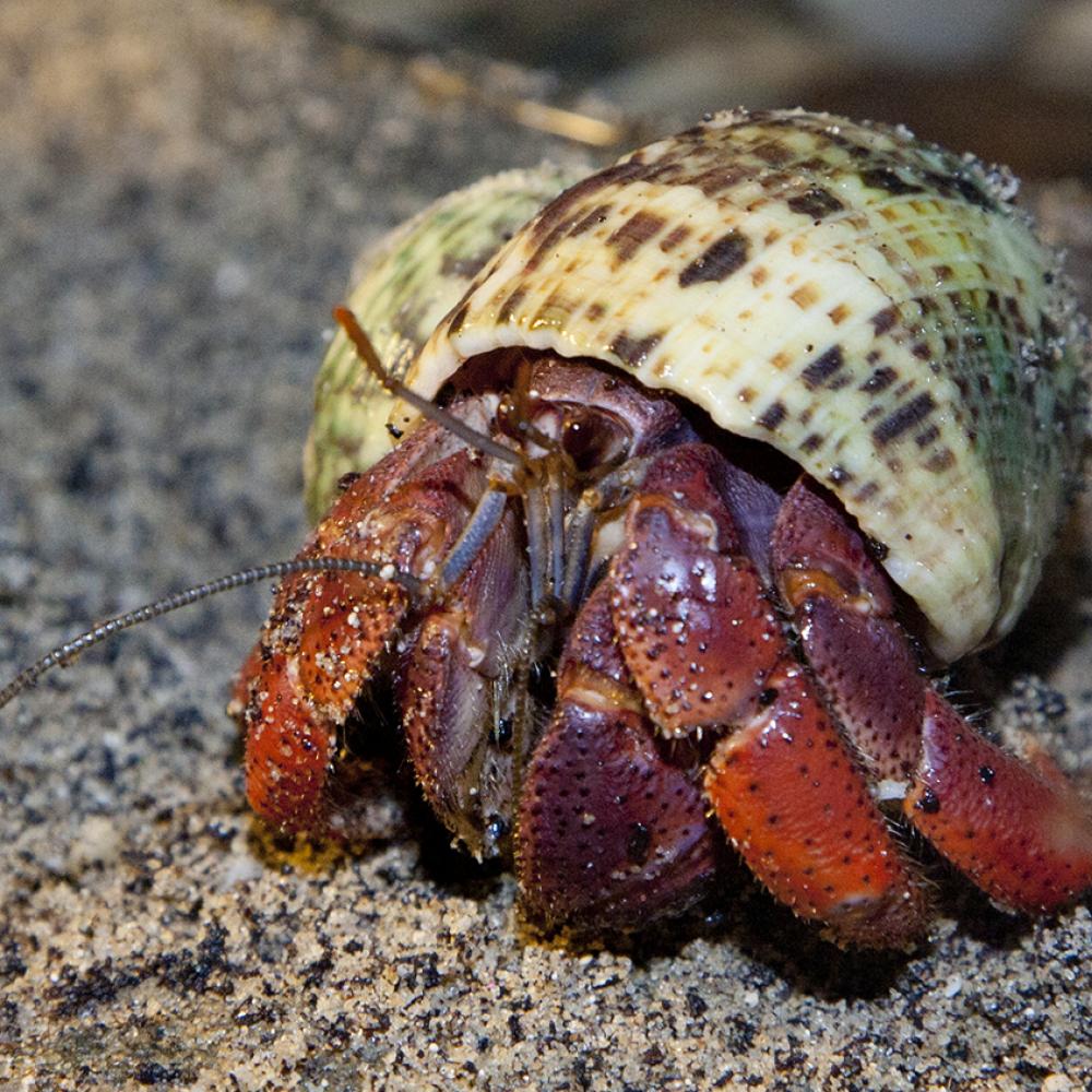 land hermit crab