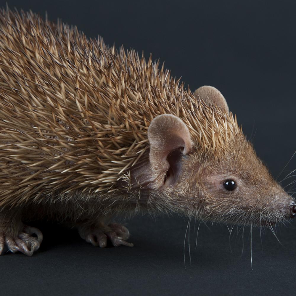 The tan fur on the body of this small critter looks quite thick and spiny