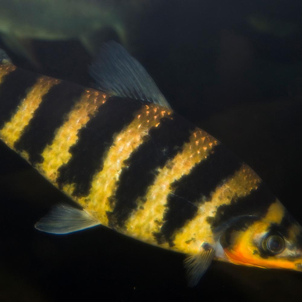 Striking alternate bands of black and pale orange adorn this fish