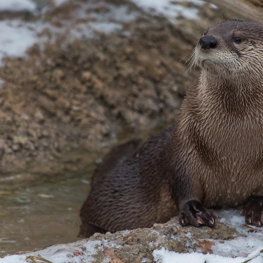 A North American river otter climbing over a snowy log