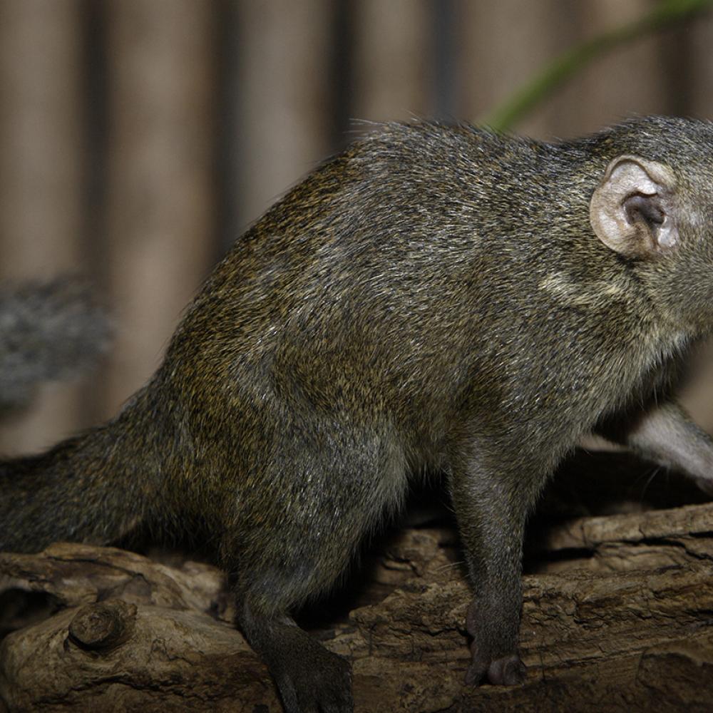 A bushy tail and a long snout on a grayish-black furry animal