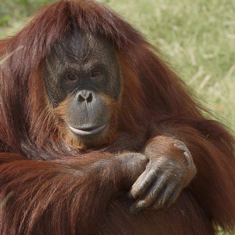 A Bornean orangutan sitting in the grass