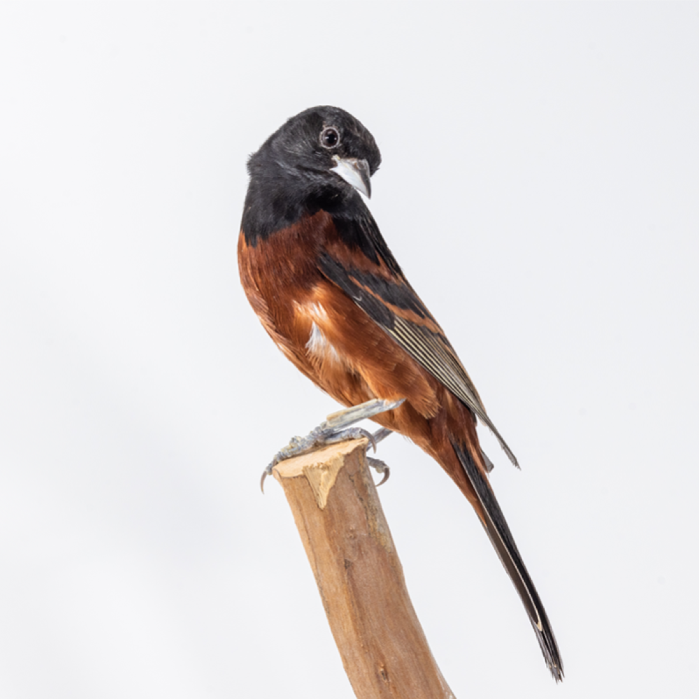 An orchard oriole, a small songbird with black upperparts and reddish-brown underparts, perches on a tree branch.