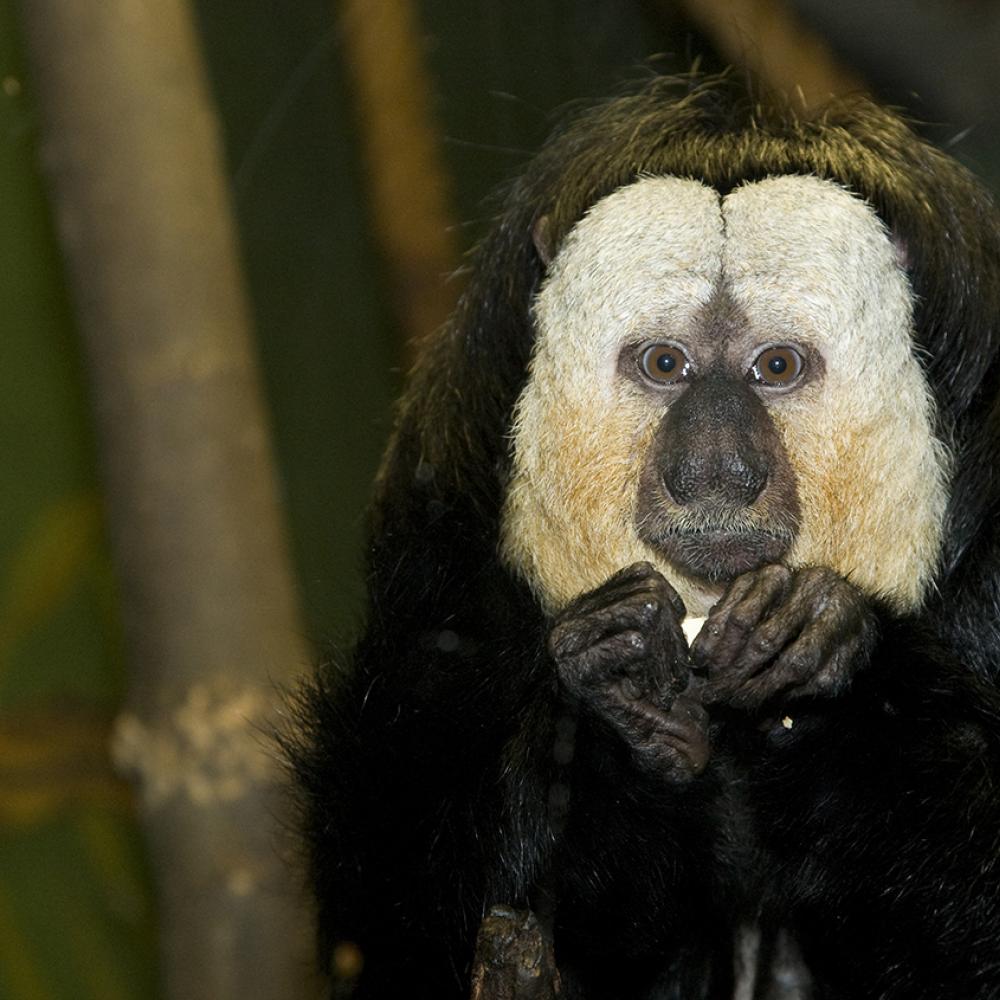 Black body and central face with enormous white patches on the face. The fingers are long and fine