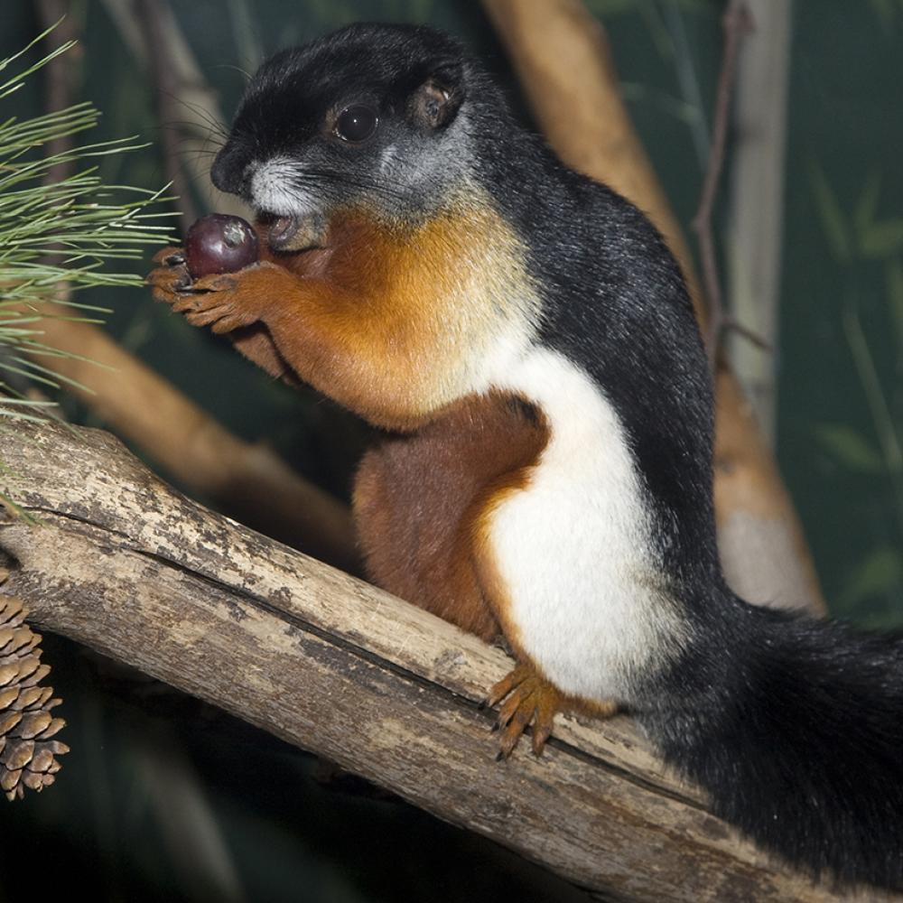 A squirrel with audacious patterning of black, cream, chestnut brown and orangey gold.