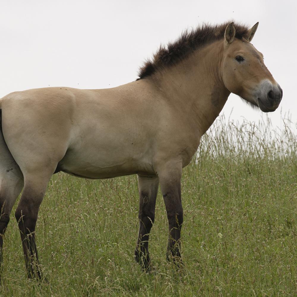 Tan and buff horse standing in a grassy field. The mane, nose, legs, and tail are a dark brown