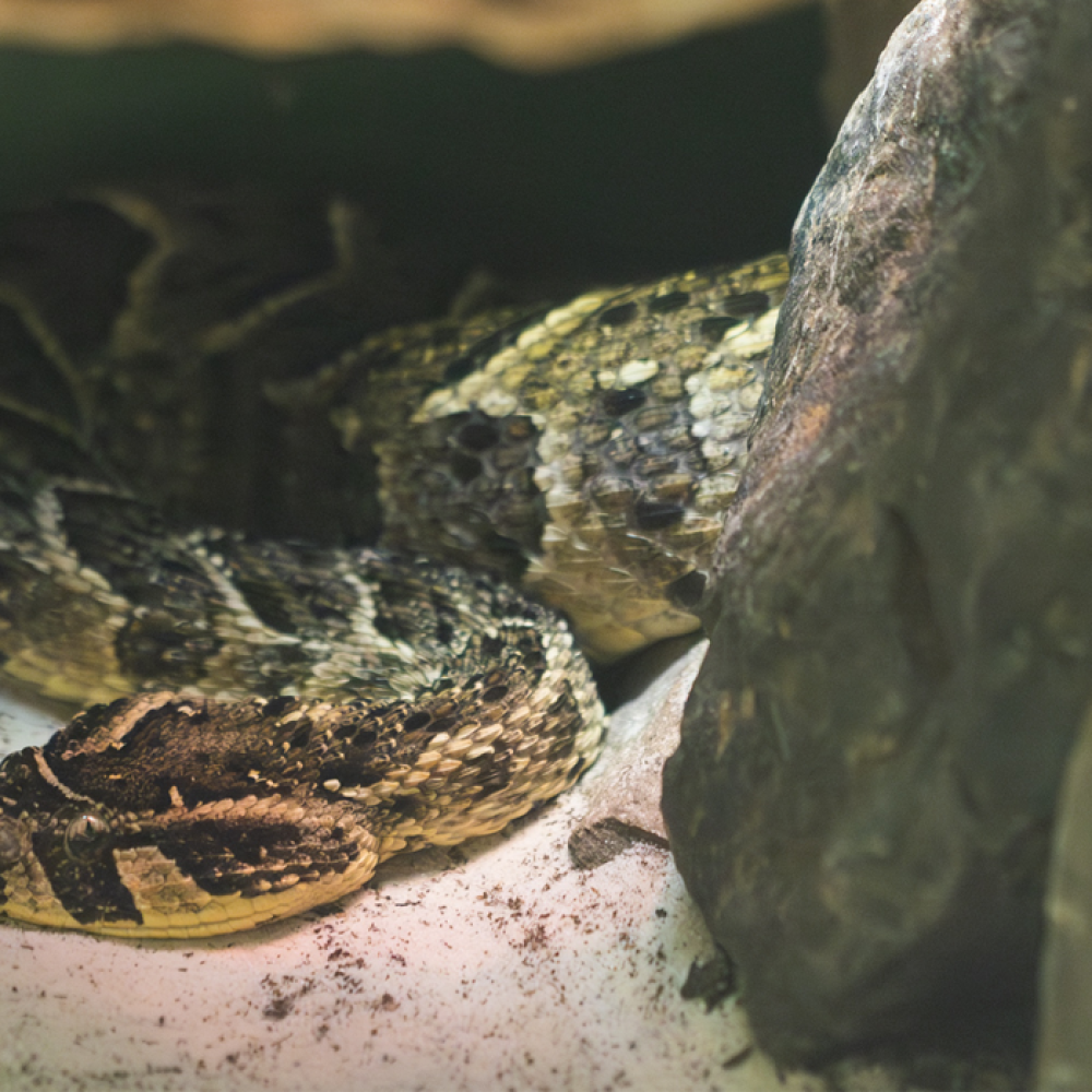 A puff adder coils underneath a rocky overhang. It is resting atop a sandy substrate and the view is partially obscured by rocks.