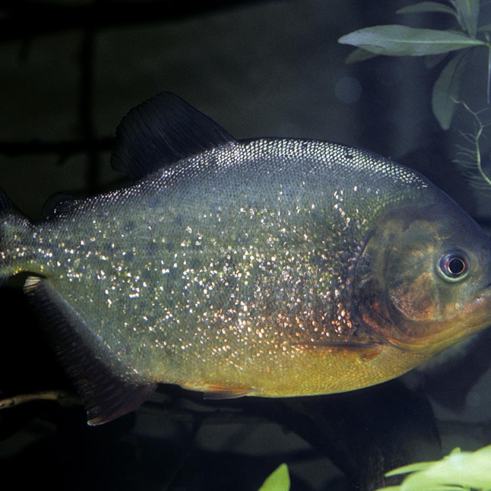 Silver fish with orange-red blush to its belly swimming underwater