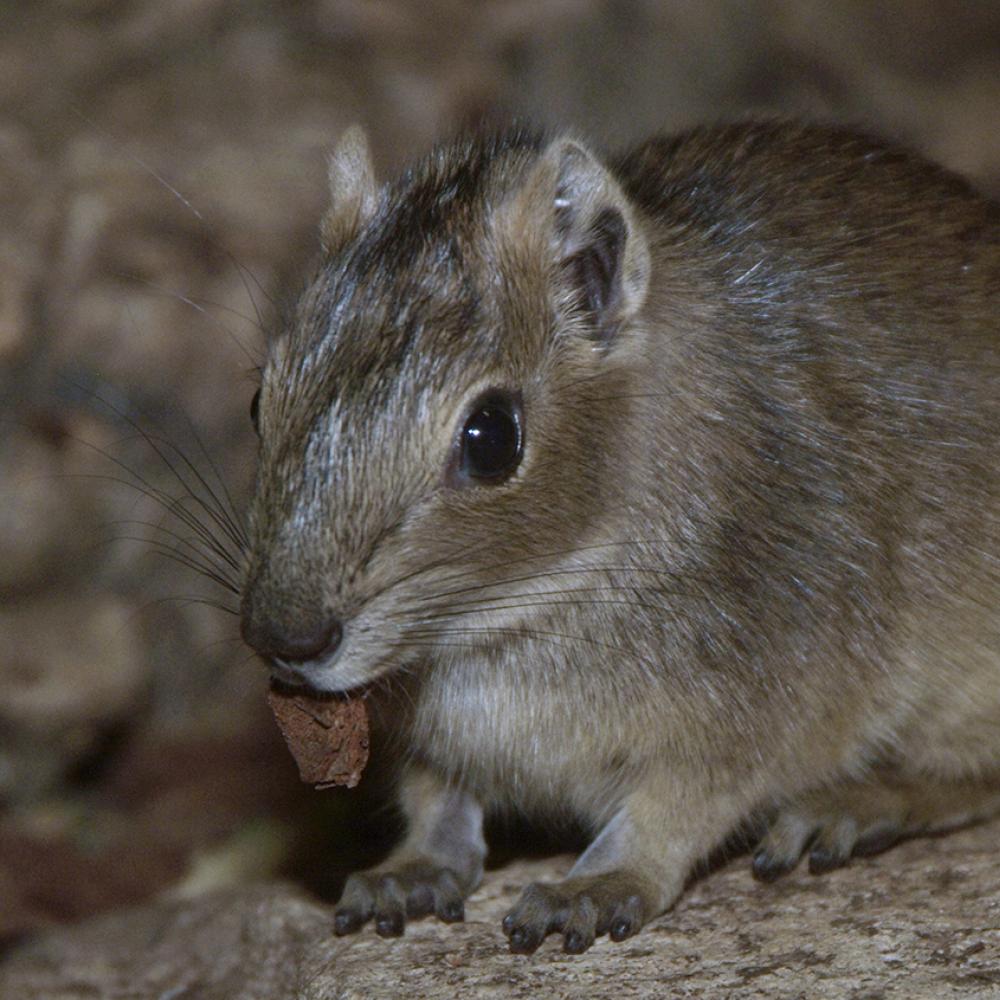 Front view of a brown furry animal