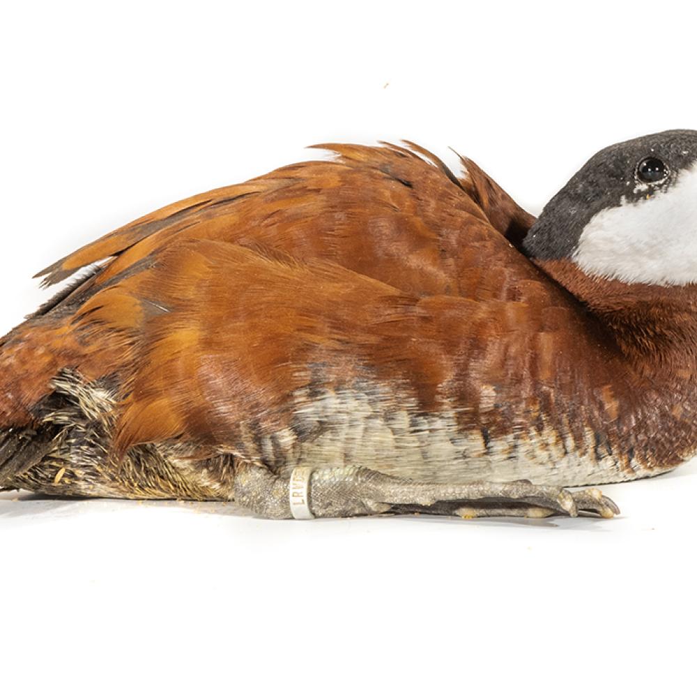 A male ruddy duck with brown plumage, a black-capped head, white cheeks and a blue beak, in a sitting position.