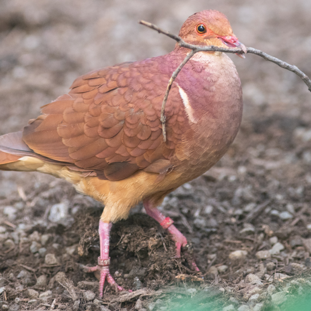 A ruddy quail-dove, a cinammon-colored member of the dove family, walks on the forest floor with a small stick in its mouth.