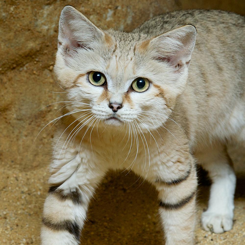 Sand cat