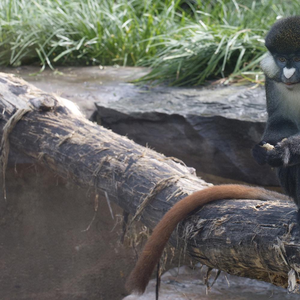 Grayish-brown monkey sitting with its long reddish-brown tail draped over a rock