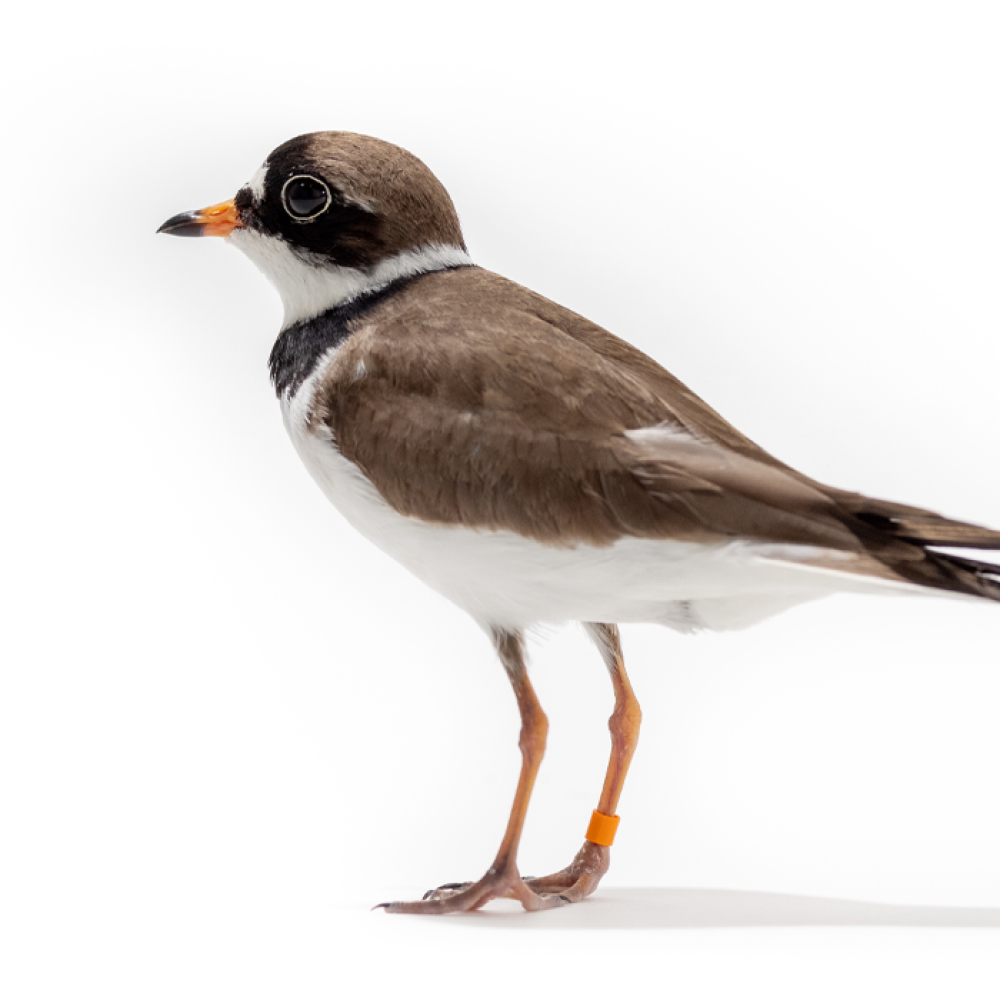 Side profile of a semipalmated plover, a small, compact, long-legged shorebird with a brown back, white undersides and a black mask over its eyes.