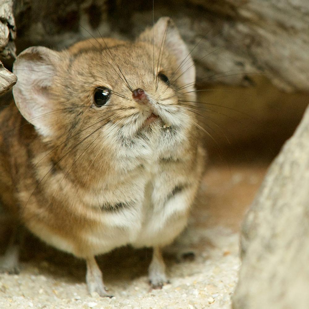 Numerous and lengthy whiskers on a tiny animal