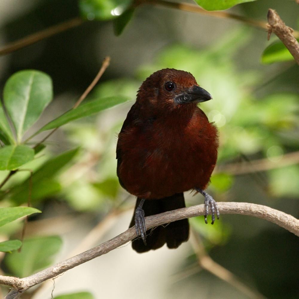 small maroon songbird on perch