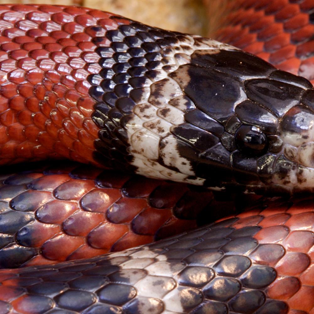 a sinaloan milk snake