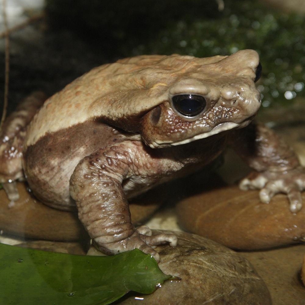 A robust toad with a creamy back and darker brown sides