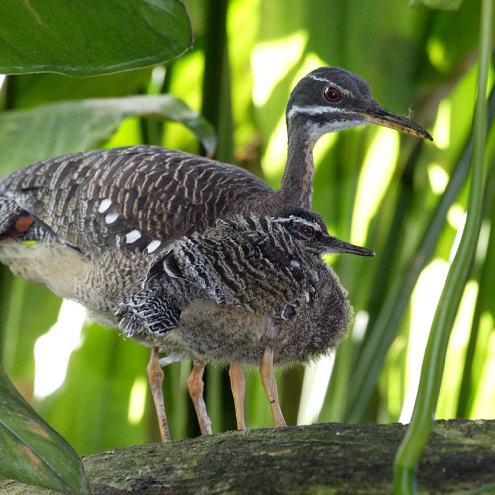 perched bird with long legs and beak