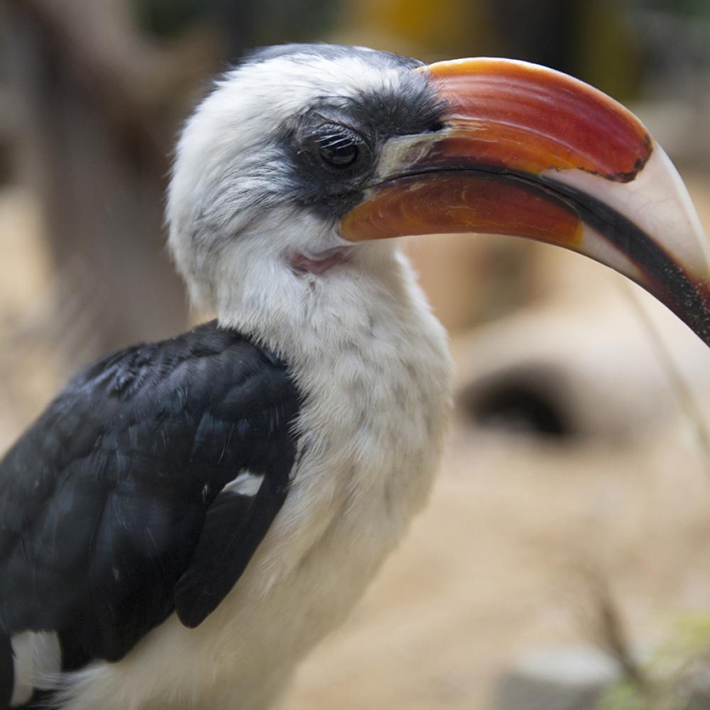 A bright red long beak adorns a black-and-white bird