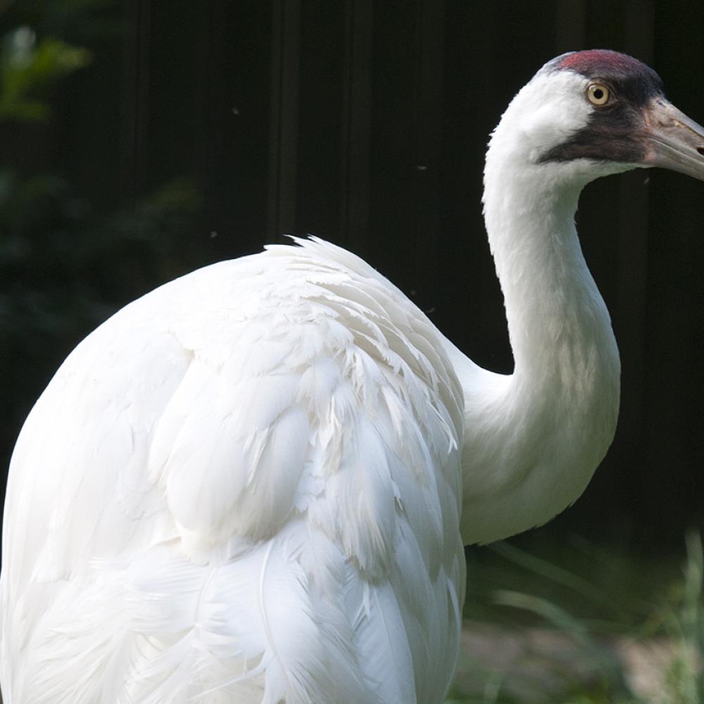 Very large pure white bird with reddish crown and black moustached and long pointed bill