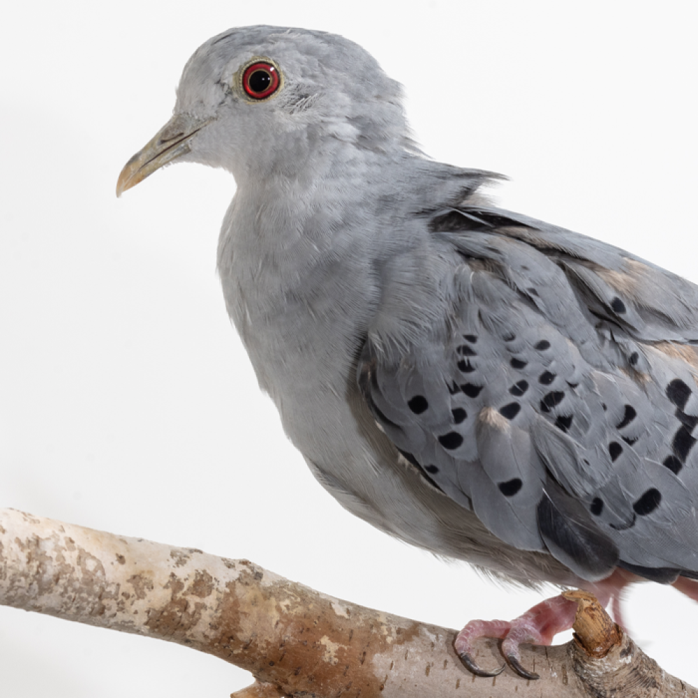 Side profile of a blue ground dove, a medium-sized bird with blue and gray feathers.