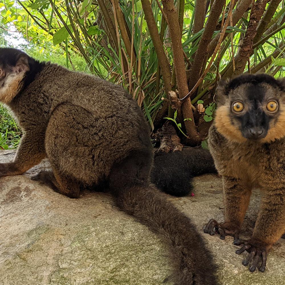 Two collared brown lemurs stand together on a large rock with grass and a shrub in the background