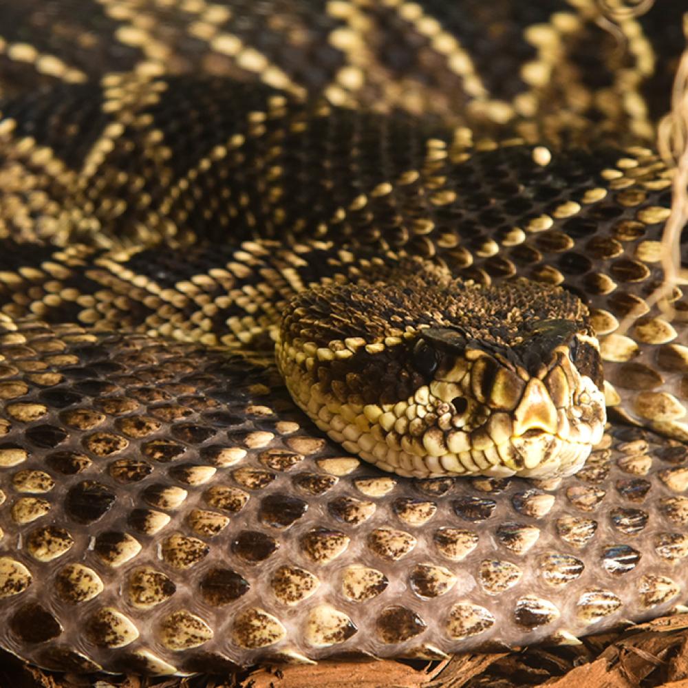 An eastern diamondback rattlesnake with light gray skin covered in mottled black and cream colored scales is curled up in the mulch, resting its head on its body