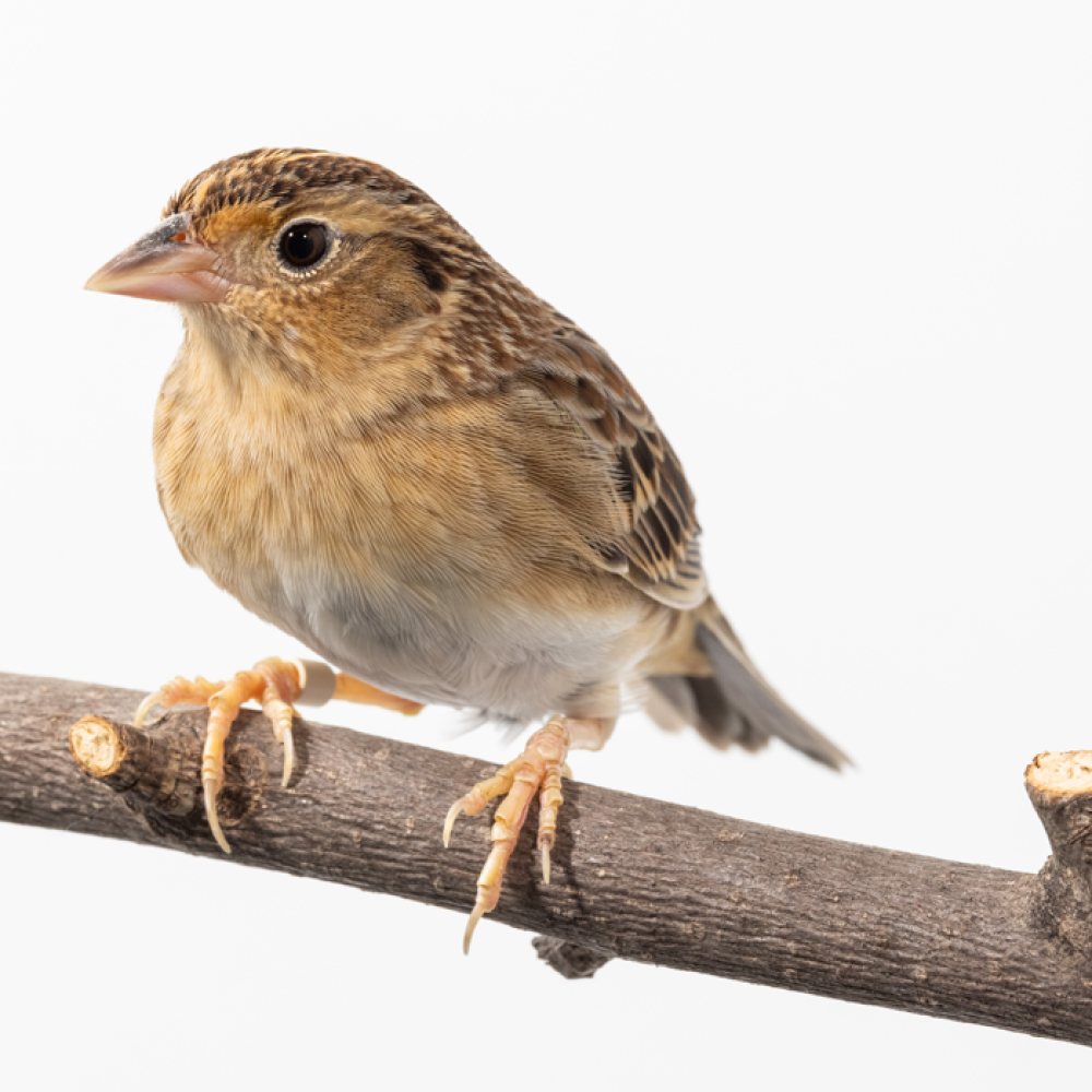 Side profile of a female grasshopper sparrow, a small bird with a brown back, reddish-brown chest plumage and cream-colored undersides.