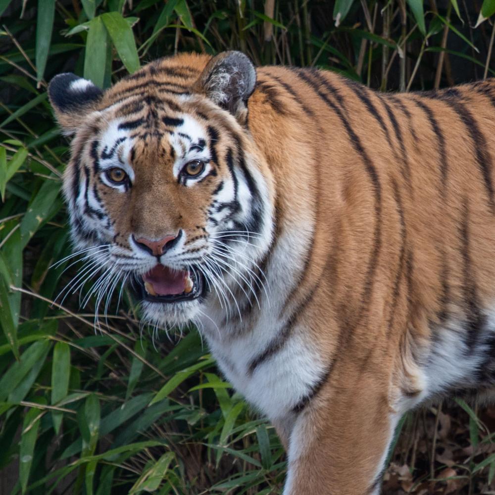 Amur tiger Nikita makes her debut at the Smithsonian's National Zoo's Great Cats exhibit on Feb. 26, 2019. 