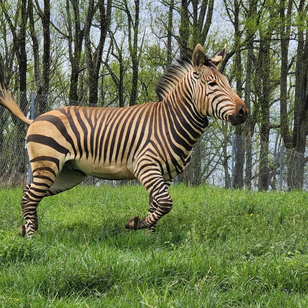 An adult male zebra leaps in his pasture. 