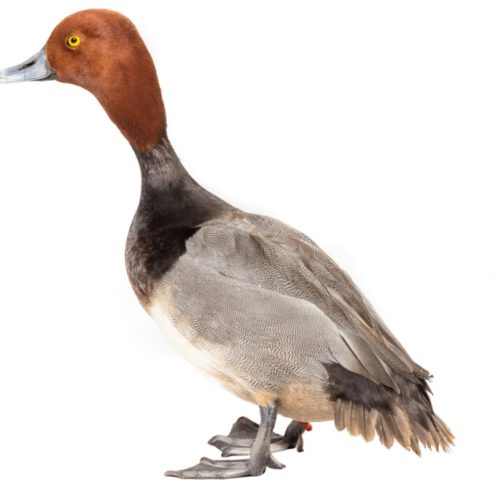 Side profile of a male redhead, a medium-sized duck with reddish-brown feathers covering its head.